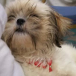 Adopt Pup