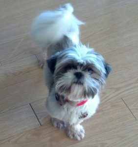 Photo of Shih Tzu