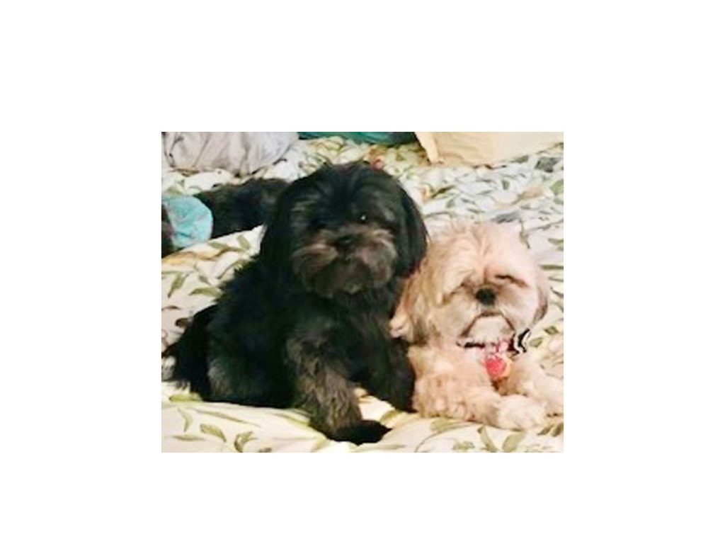 Daisy and Teddy