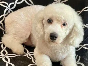Teddy - Featured Dog